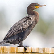 Neotropic Cormorant
